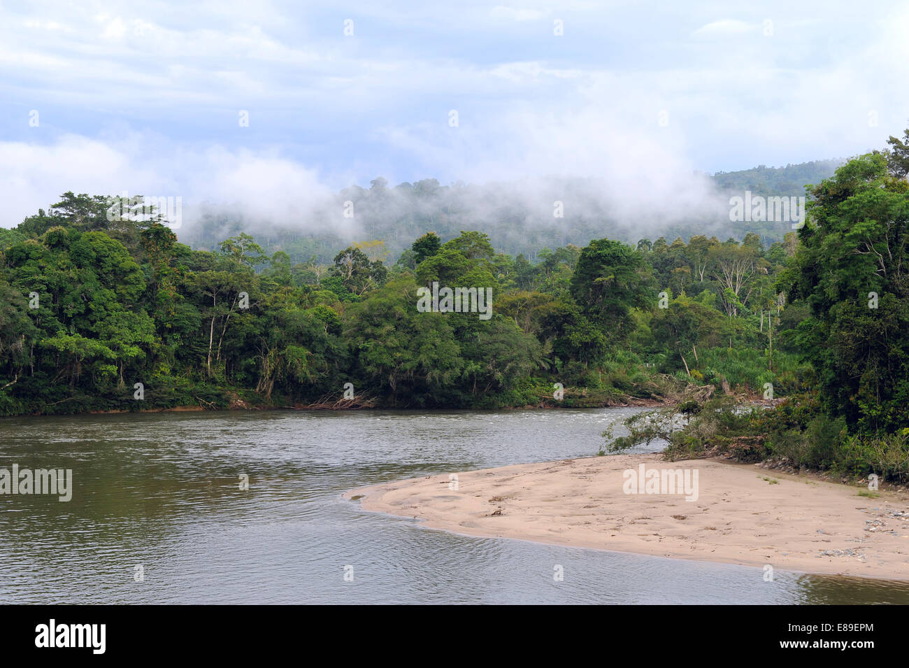 Amazon, vue de la forêt tropicale, Rio Napo, Misahualli, Equateur Banque D'Images