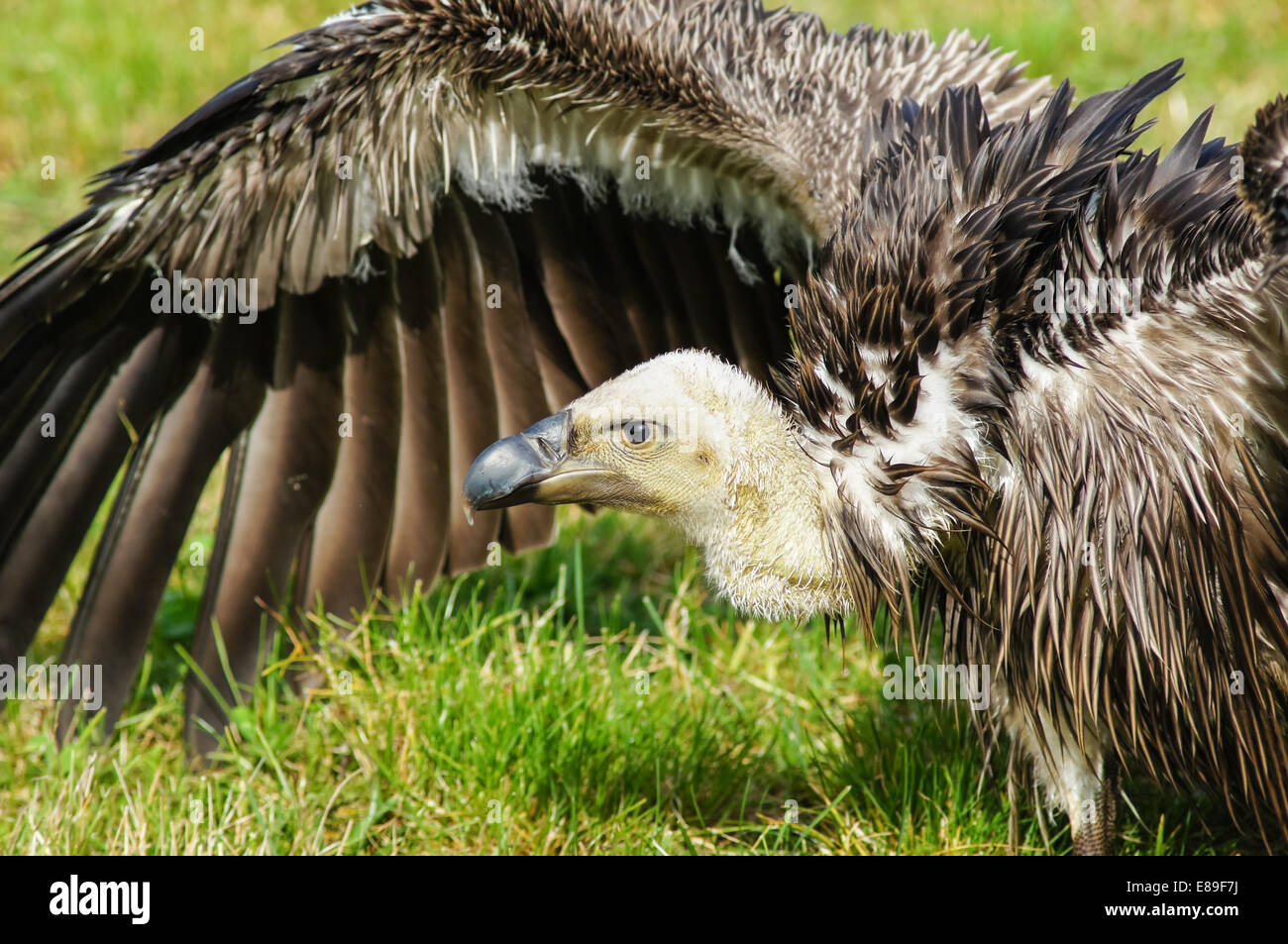 Gros plan sur la vautour de griffon (Gyps fulvus) Banque D'Images