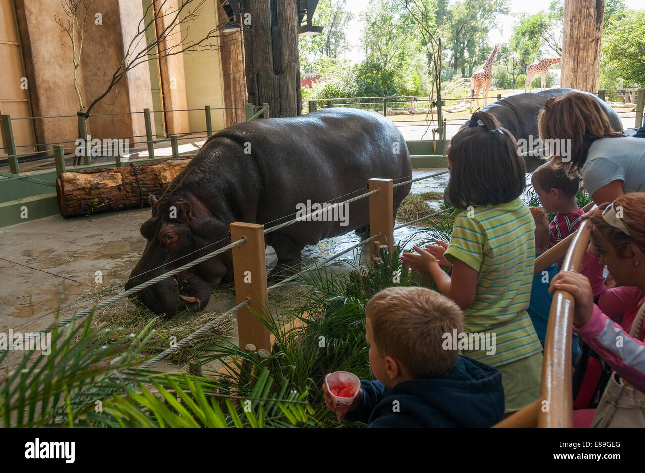 Elk203-6357 Canada, Alberta, Calgary, le Zoo de Calgary, d'hippopotame Banque D'Images