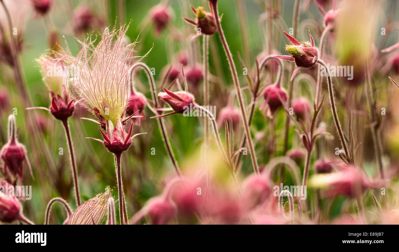 La fumée des prairies de fleurs, Geum triflorum. est une plante herbacée vivace de printemps de l'Amérique du nord du Canada à fabriquées main e Banque D'Images