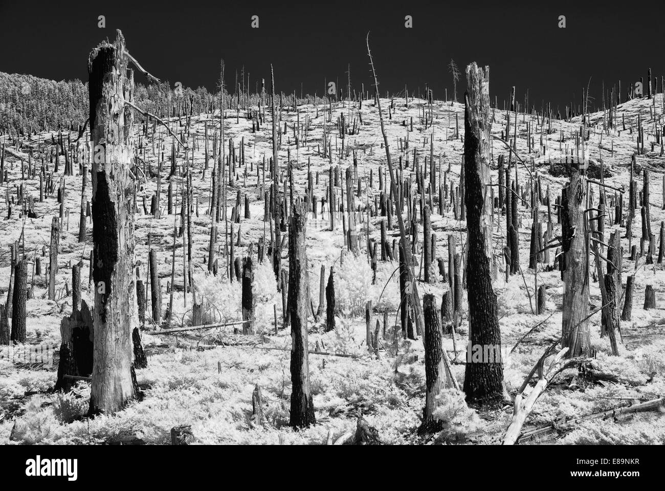 Photo infrarouge de la zone brûlée dans Devil's Postpile National Monument, Californie Banque D'Images