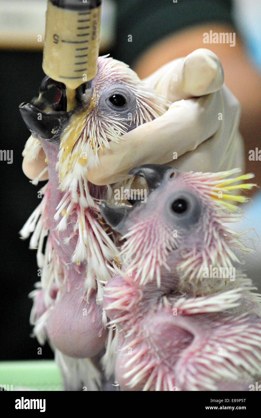 Singapour 2nd Oct 14 L Alimentation Du Personnel Deux Yeux Bleu Bebes Cacatoes Au Parc Des Oiseaux A Singapour Singapour Le 2 Octobre 14 Reserves Fauniques Singapour Wrs Ont Selectionne Plus De 400