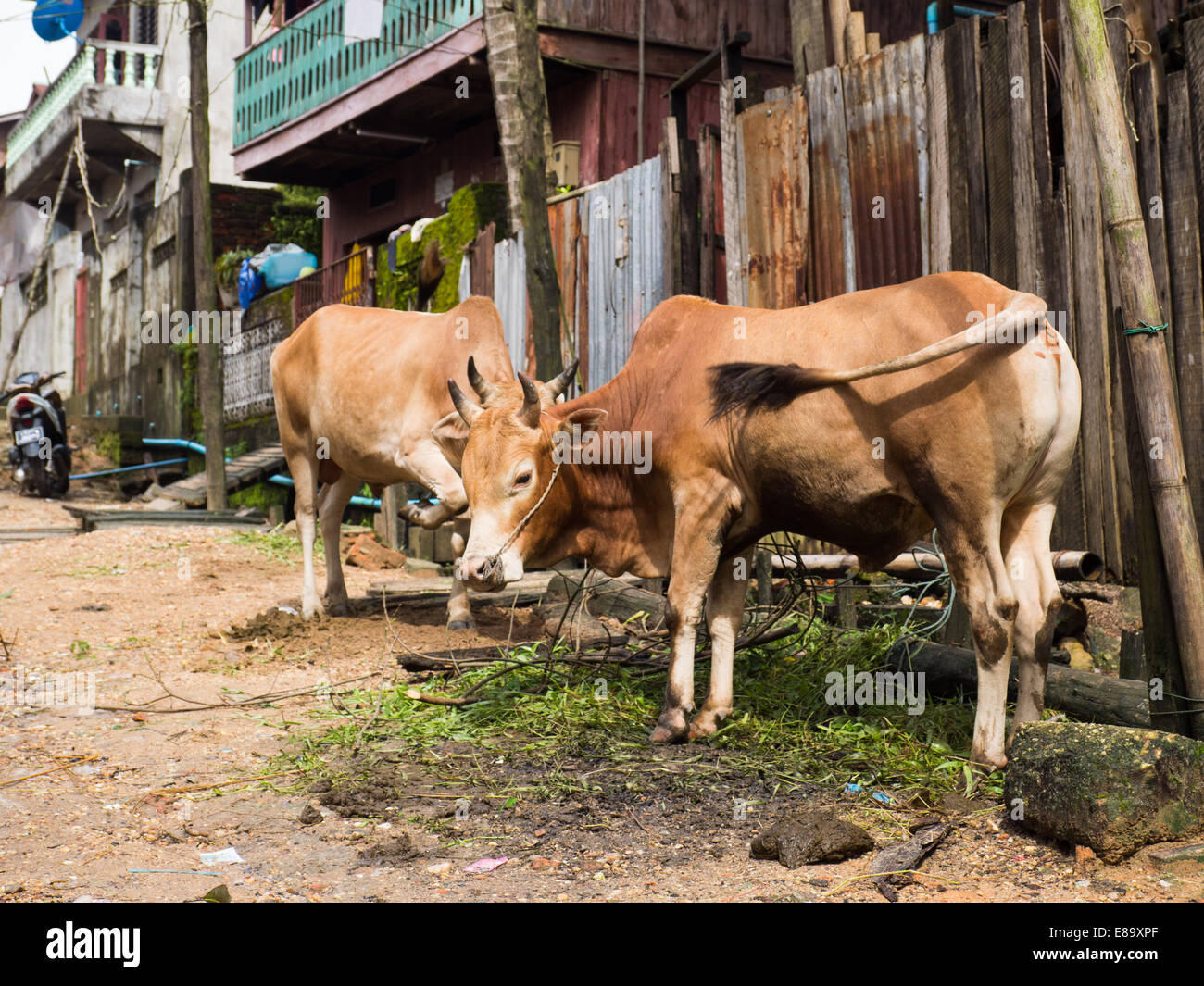 Route de village avec deux vaches à Myeik, southerm Myanmar. Profondeur de champ avec les vaches dans l'accent. Banque D'Images