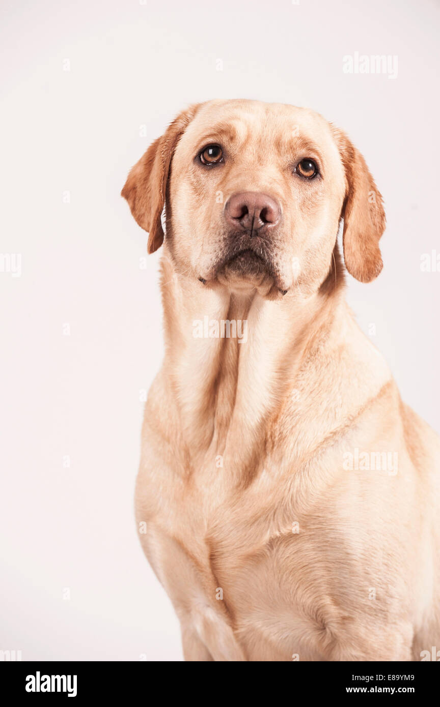 Labrador Retriever, portrait Banque D'Images