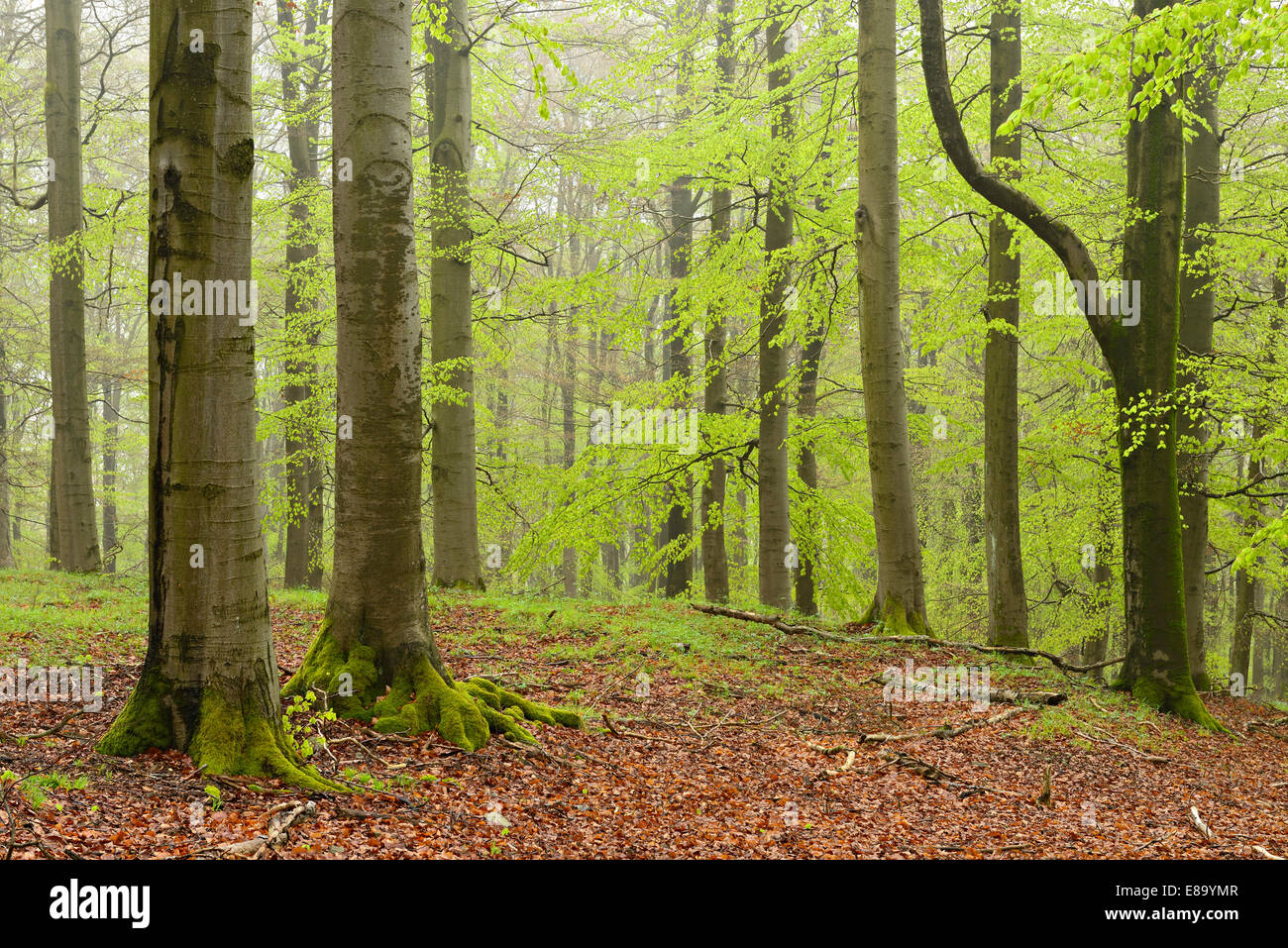 Misty forêt de hêtres au début du printemps, le Parc National de Förster, près de Gellershausen, Hesse, Allemagne Banque D'Images