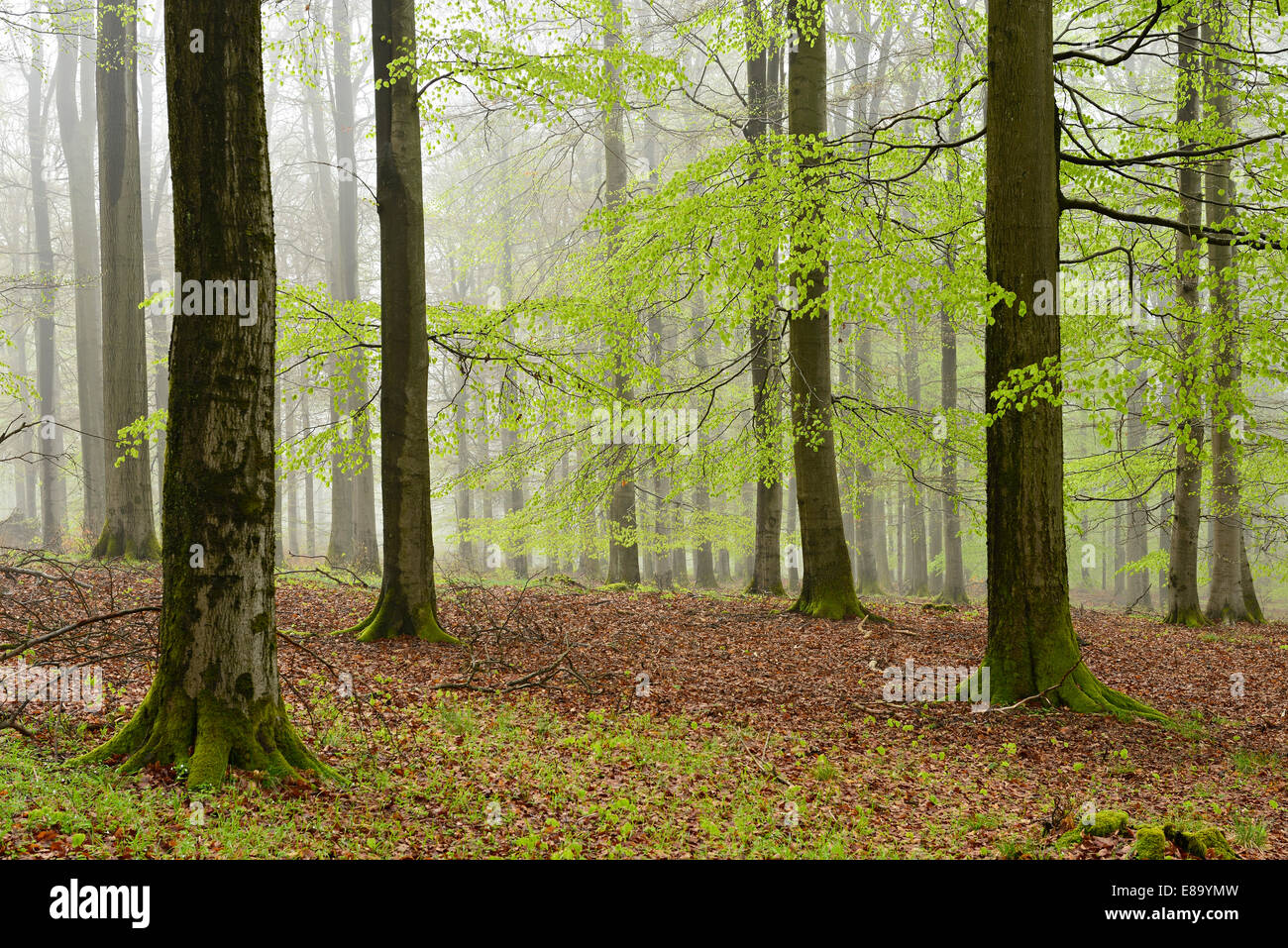 Misty forêt de hêtres au début du printemps, le Parc National de Förster, près de Gellershausen, Hesse, Allemagne Banque D'Images