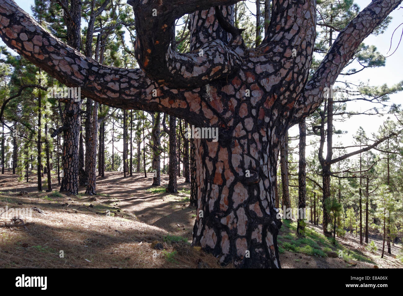 Ancienne île des Canaries pin (Pinus canariensis) avec les dégâts causés par le feu, Cumbre Vieja près de Fuencaliente, La Palma, Canary Islands, Spain Banque D'Images