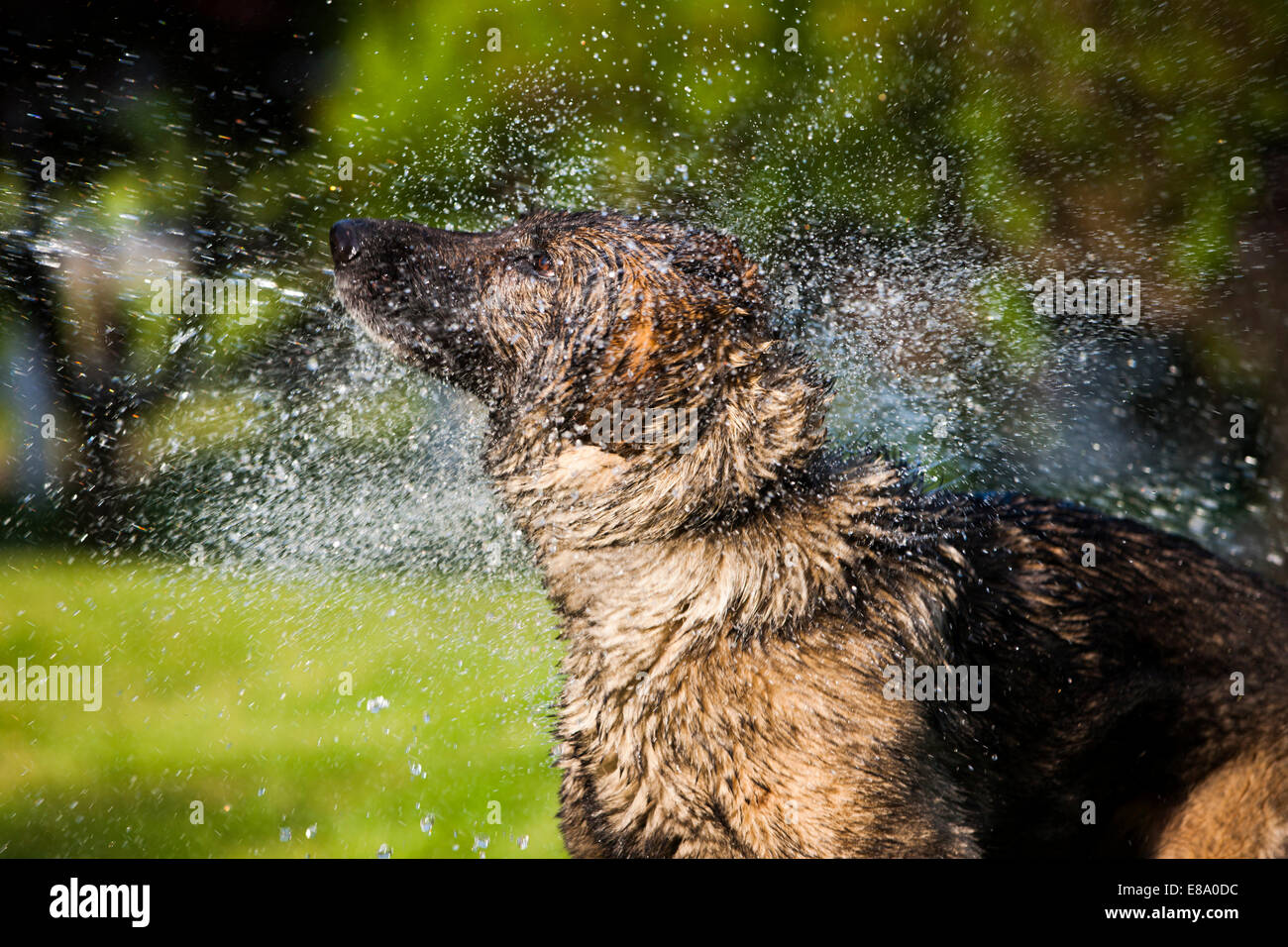 Berger Allemand humide secouer l'eau, l'Autriche Banque D'Images