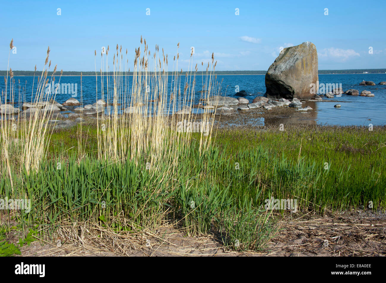 Côte près de Käsmu, parc national de Lahemaa, Estonie Banque D'Images