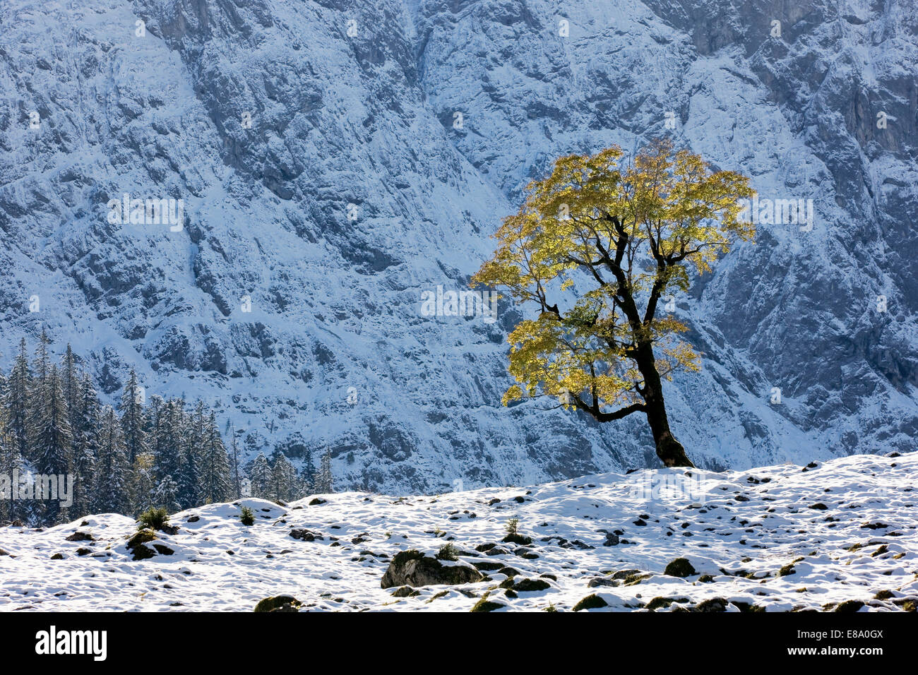 Avec l'érable à feuilles d'automne la première neige, Ahornboden, Karwendel, Tyrol, Autriche Banque D'Images