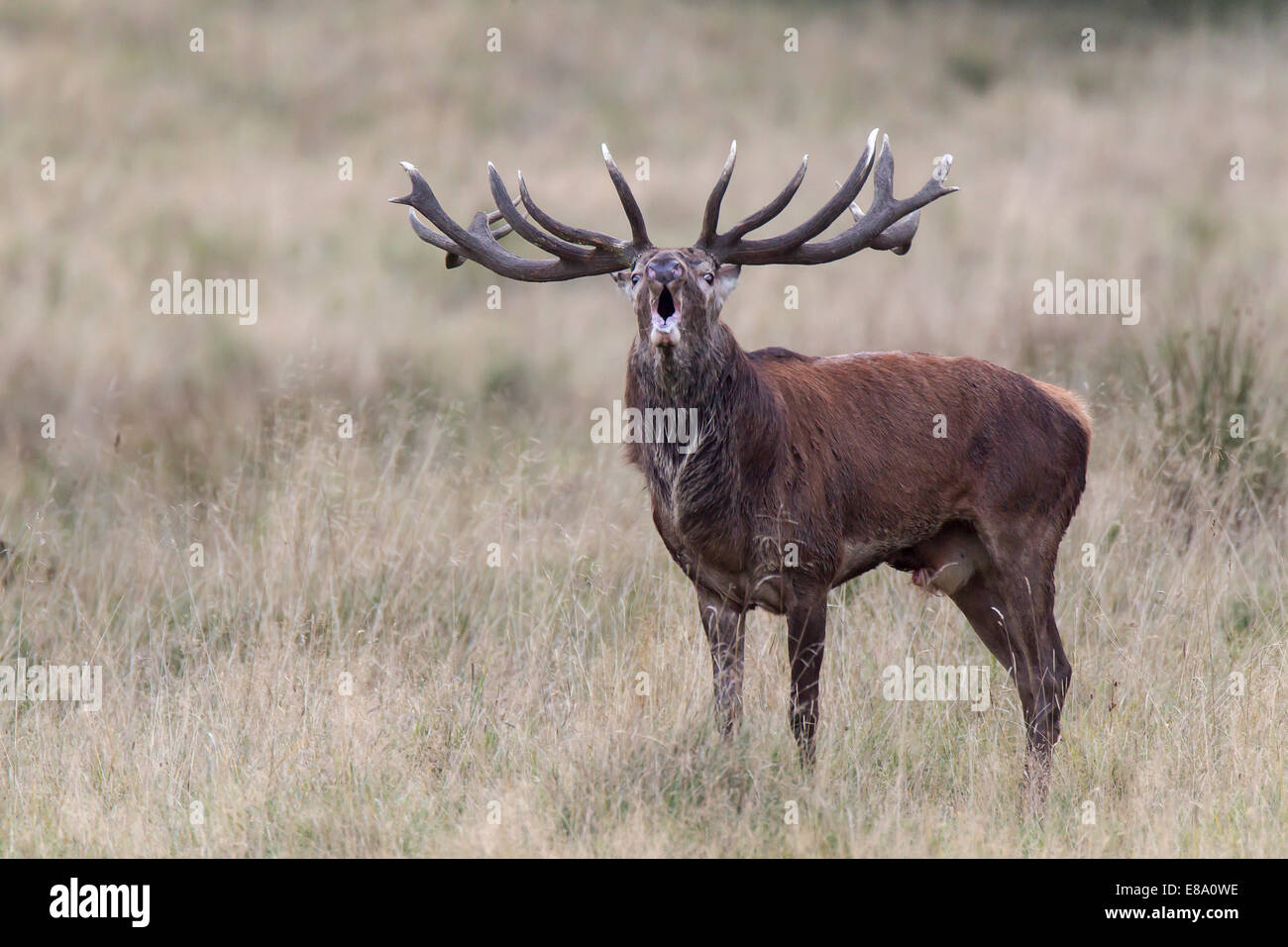Red Deer (Cervus elaphus), beuglant stag, Silkeborg, Copenhague, Danemark Banque D'Images
