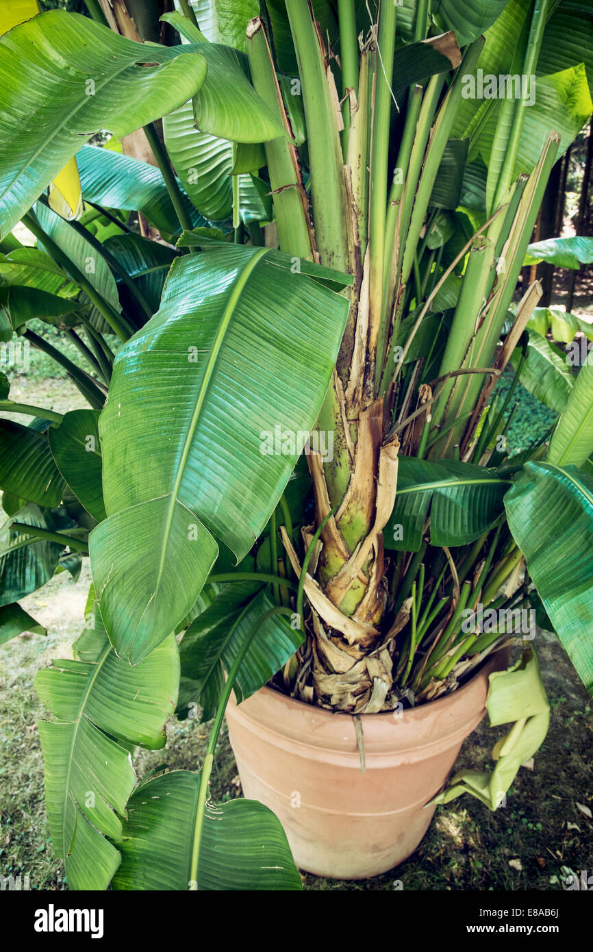 Palmier dans le pot. Thème jardinage. Banque D'Images