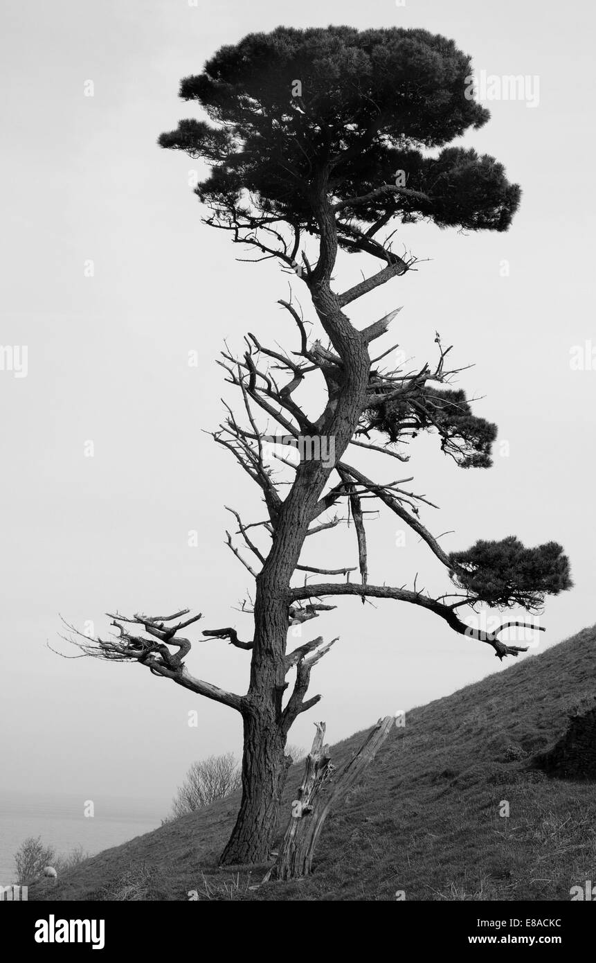 Un solitaire, endommagé pine tree surplombe la baie de début dans le sud du Devon. Angleterre 2008. Banque D'Images