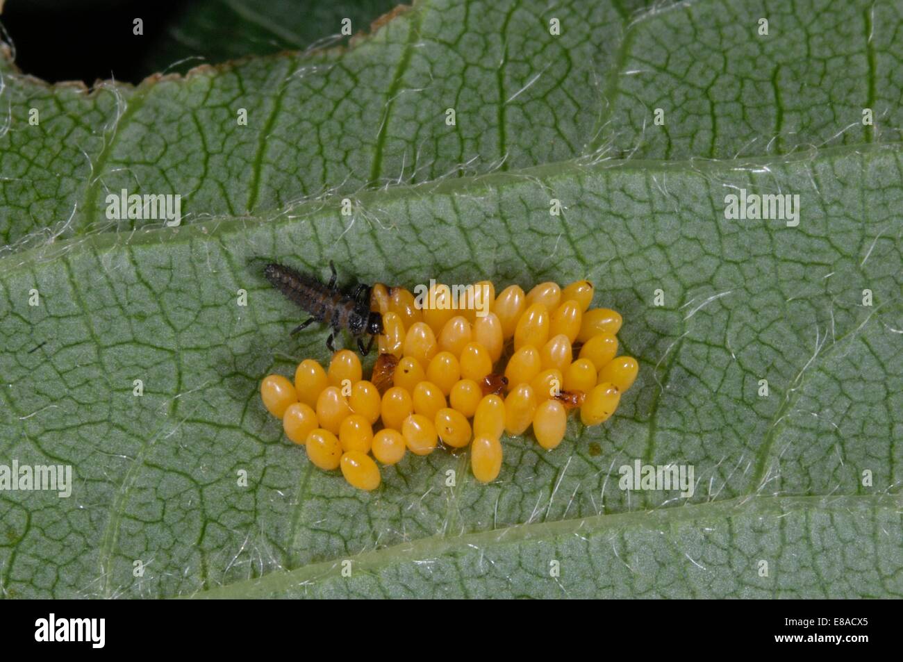 Coccinelle Asiatique Harlequin Coccinelle Asiatique Multicolore Harmonia Axyridis Oeufs Et Larves Nouveau Ne Photo Stock Alamy