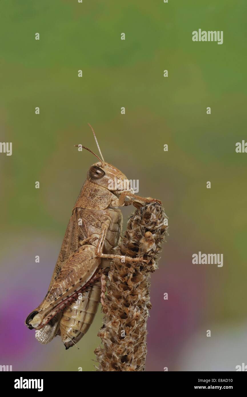 Sauterelle - Criquet italien italien (Calliptamus italicus) en été Banque D'Images