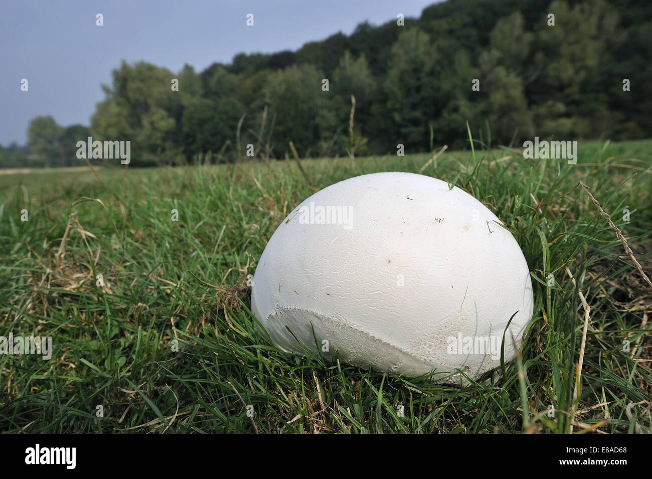 Vesse-de-géant (Langermannia gigantea - Calvatia gigantea) dans un pré en automne Banque D'Images