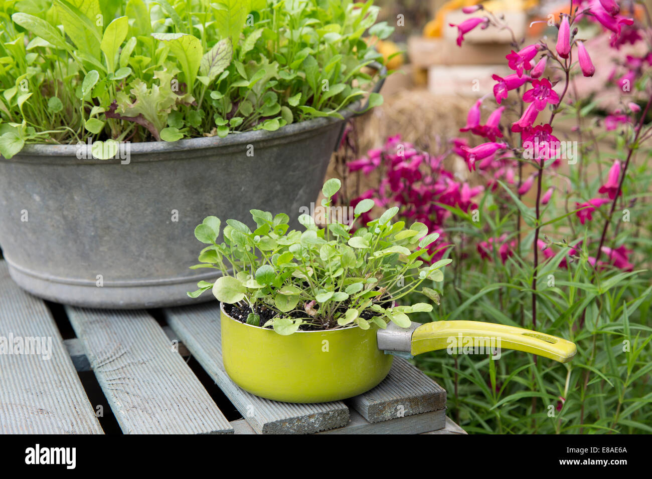 Automne 2014 Malvern RHS montrent diverses cultures salade de plus en plus rare des terres cultivées en conteneurs cresson casserole et mélanger la salade d'hiver Banque D'Images