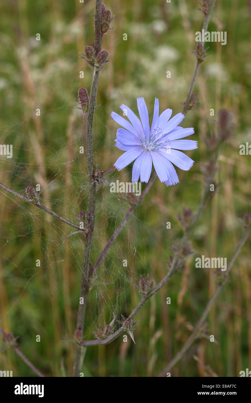 Fleur de chicorée avec manette sur spider web sur fond naturel Banque D'Images