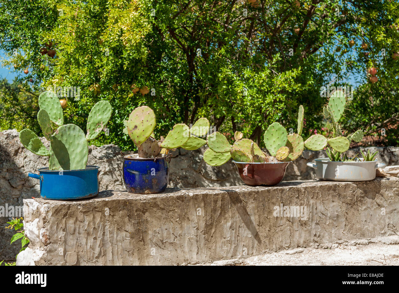 Cactus en pots sur un mur de pierre du village Pitve Pitve (Donje - nouveaux ou moins Blomberg) sur l'île de Hvar, Croatie Banque D'Images