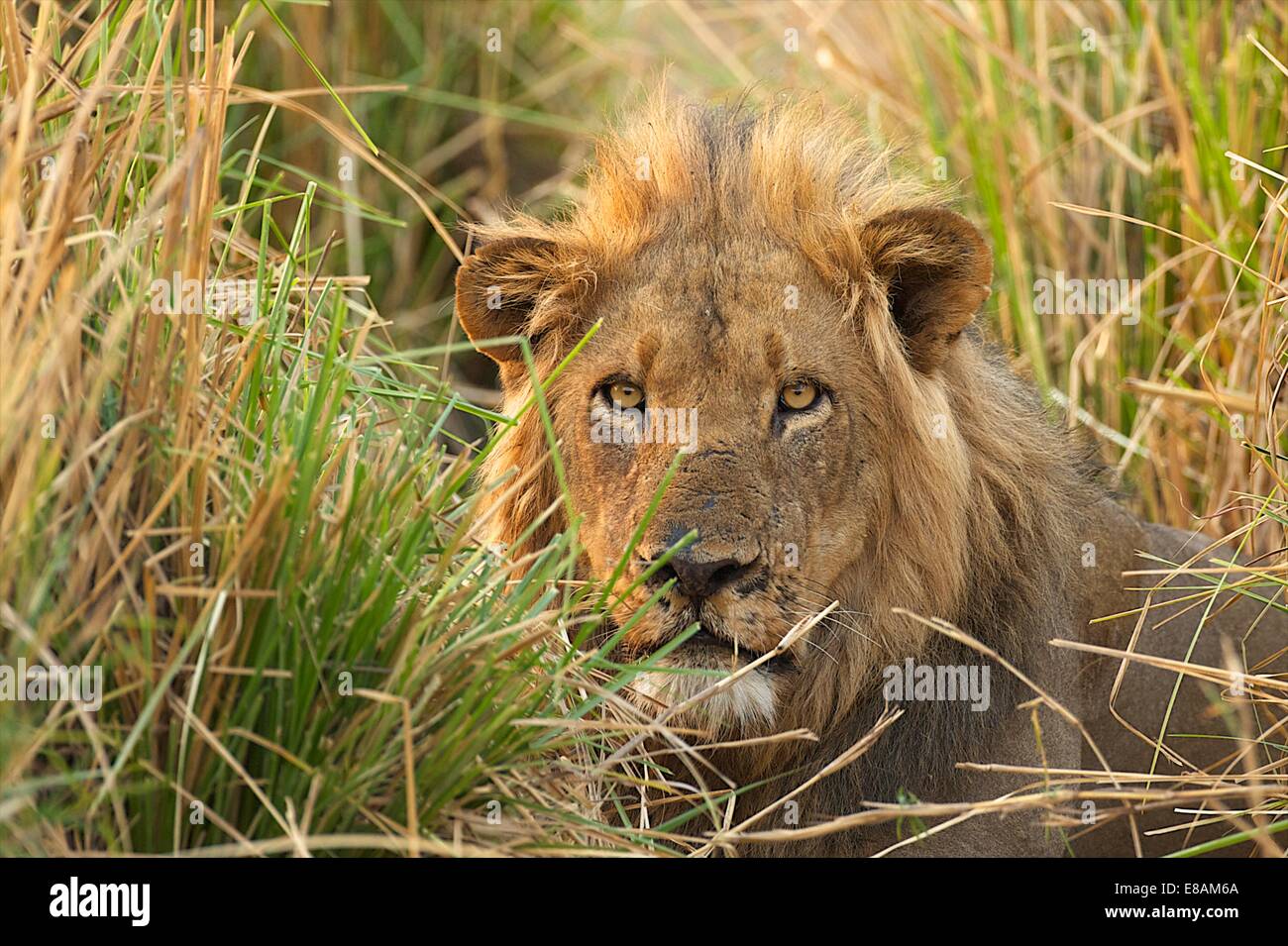 Portrait of male lion (Panthera leo) regarder à partir de l'herbe longue, Mana Pools National Park, Zimbabwe Banque D'Images