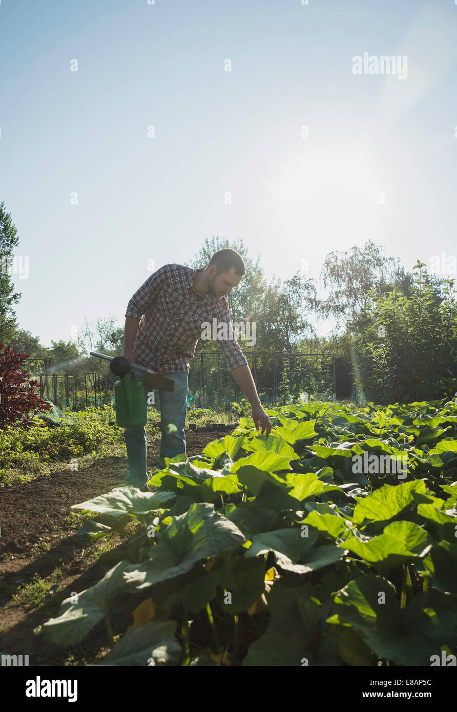 Gardener holding hoe et arrosoir tendant à patch courgette Banque D'Images