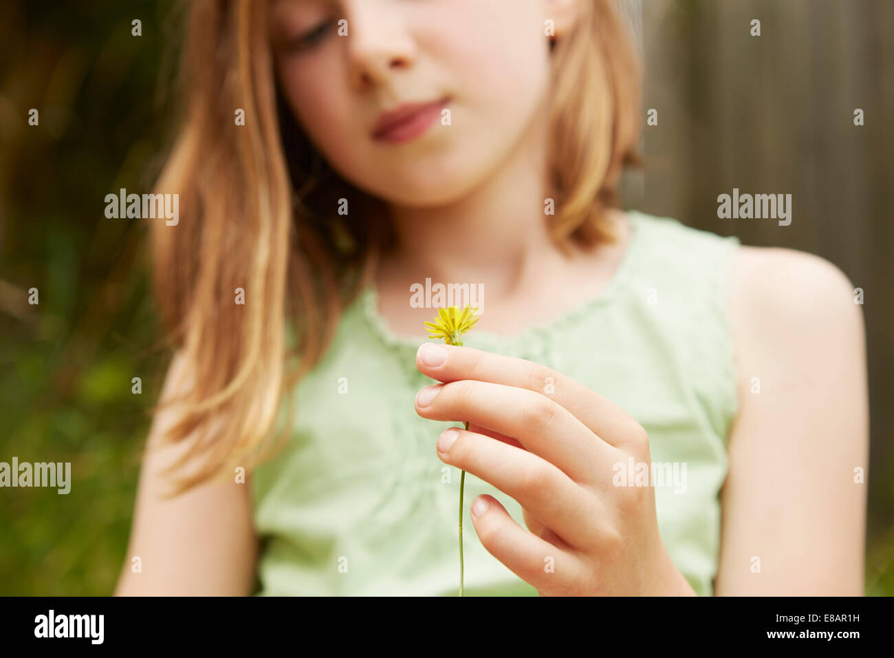 Cropped shot of girl holding avec fleurs de pissenlit Banque D'Images