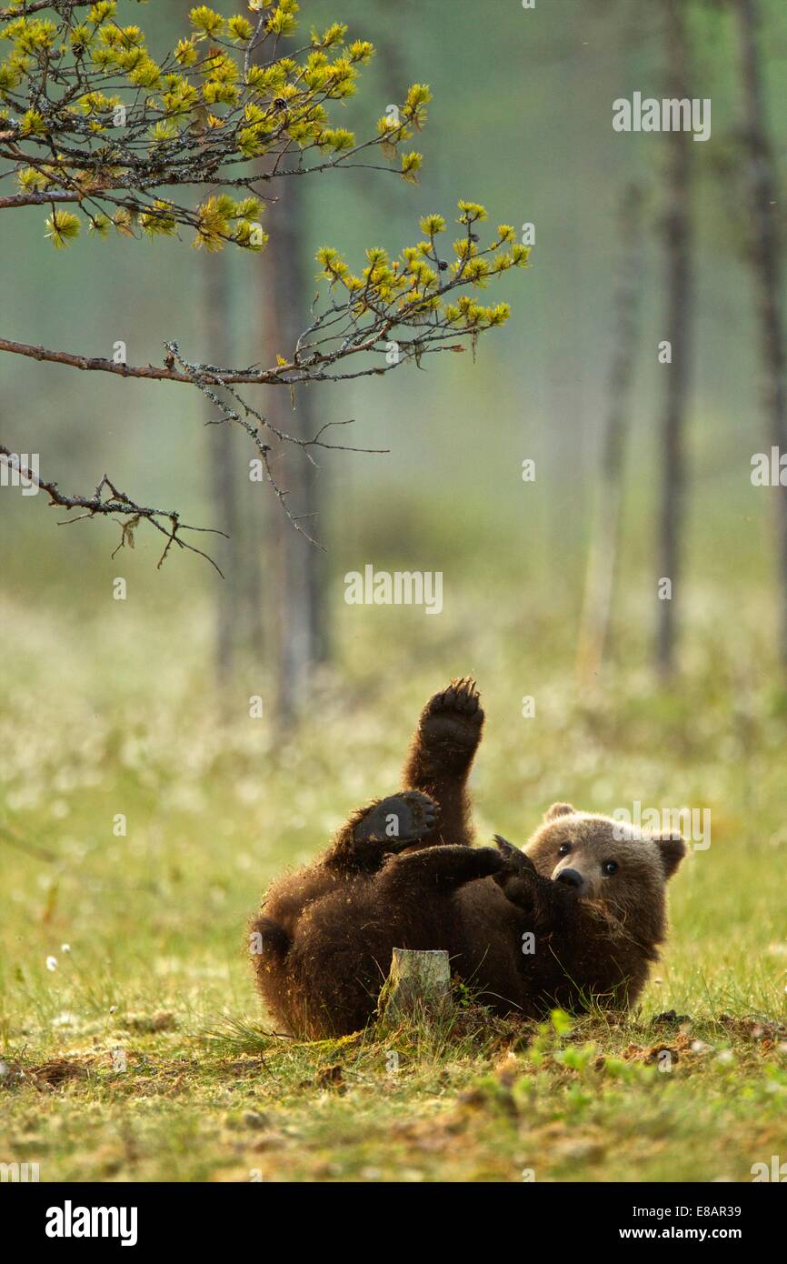 Brown Bear cub jouant (Ursus arctos) dans la région de la taïga, Finlande Banque D'Images