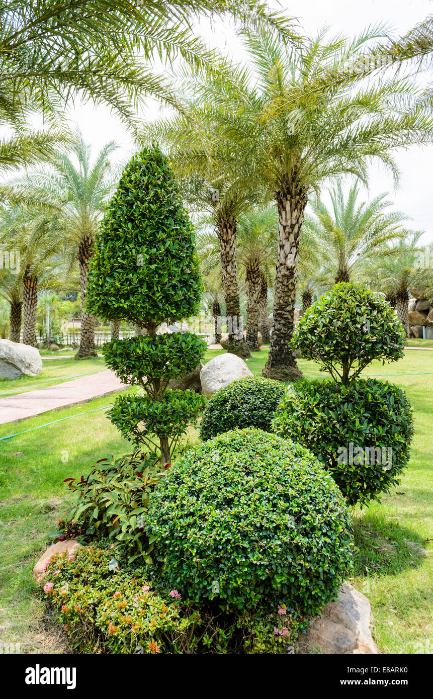 Les arbustes nains et palmier dans le jardin Banque D'Images