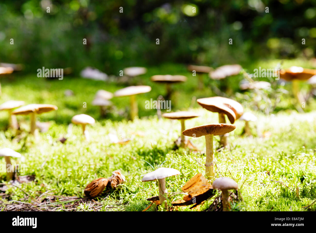 Champignons sauvages Banque D'Images