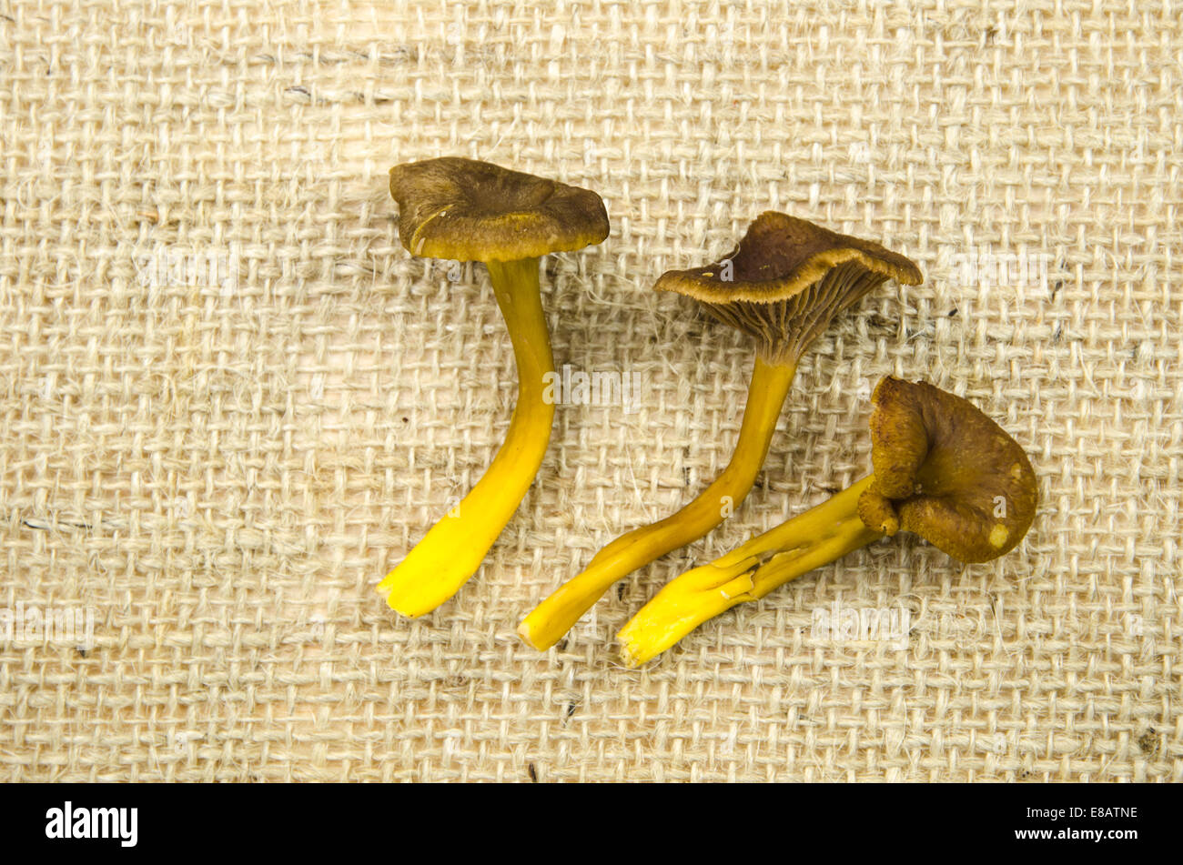 Bande de nouvelle récolte de champignons à la surface de la toile blanches yellow foot Banque D'Images