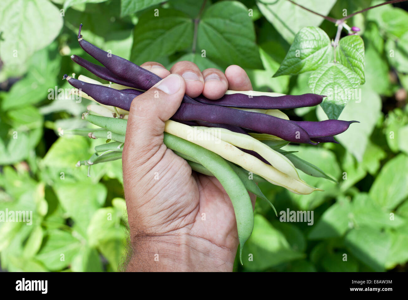 Les haricots frais dans la main de l'homme. Plantes vertes sur l'arrière-plan. Banque D'Images