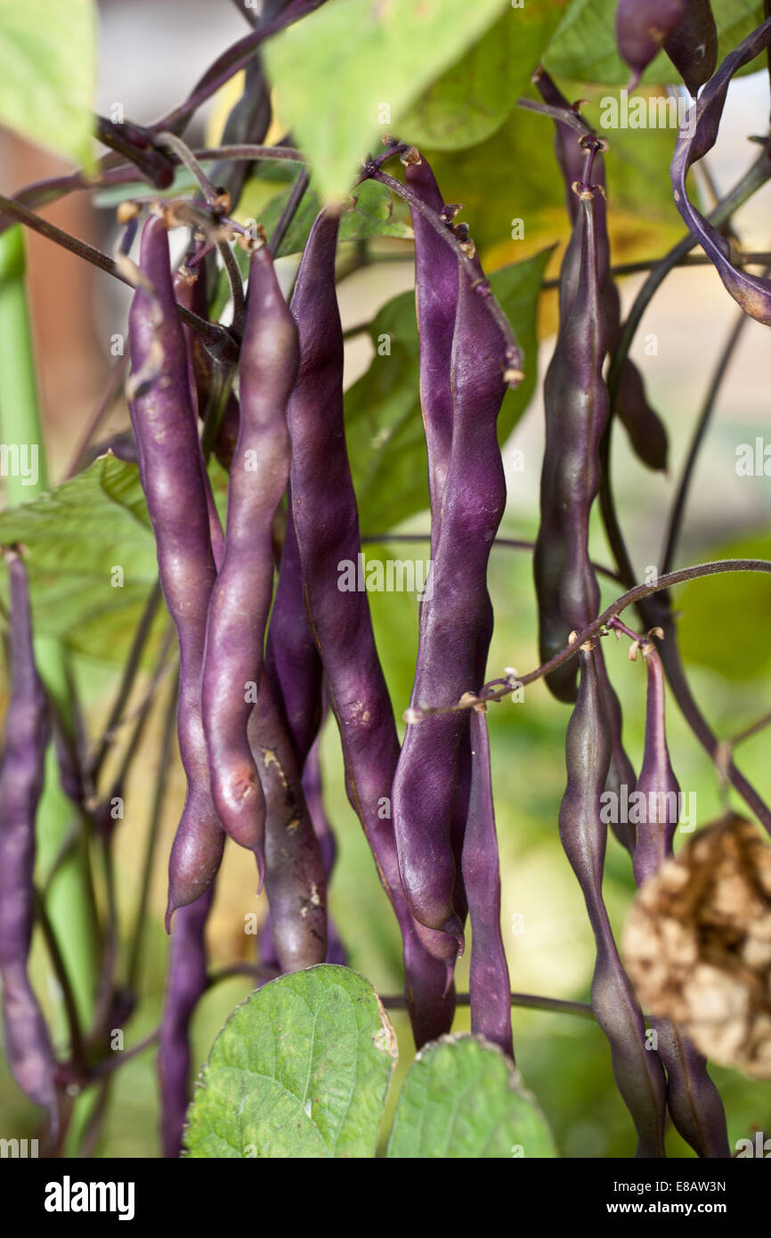 Violet frais haricots dans le jardin. Close up shot. Banque D'Images