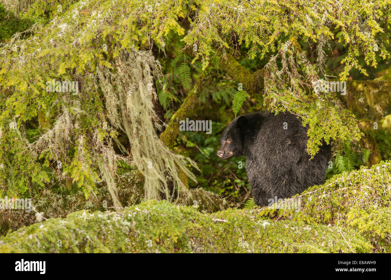 L'ours noir se reposant dans l'arbre au-dessus du ruisseau Thornton Hatchery-Ucluelet du poisson, de la Colombie-Britannique, Canada. Banque D'Images