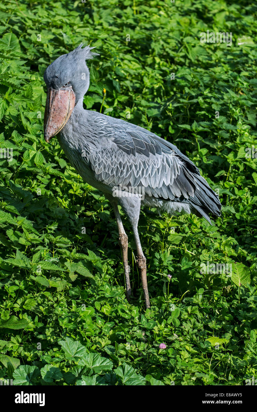 Shoebill / whalehead / shoe-billed stork (Balaeniceps rex) originaire d'Afrique de l'est tropical Banque D'Images