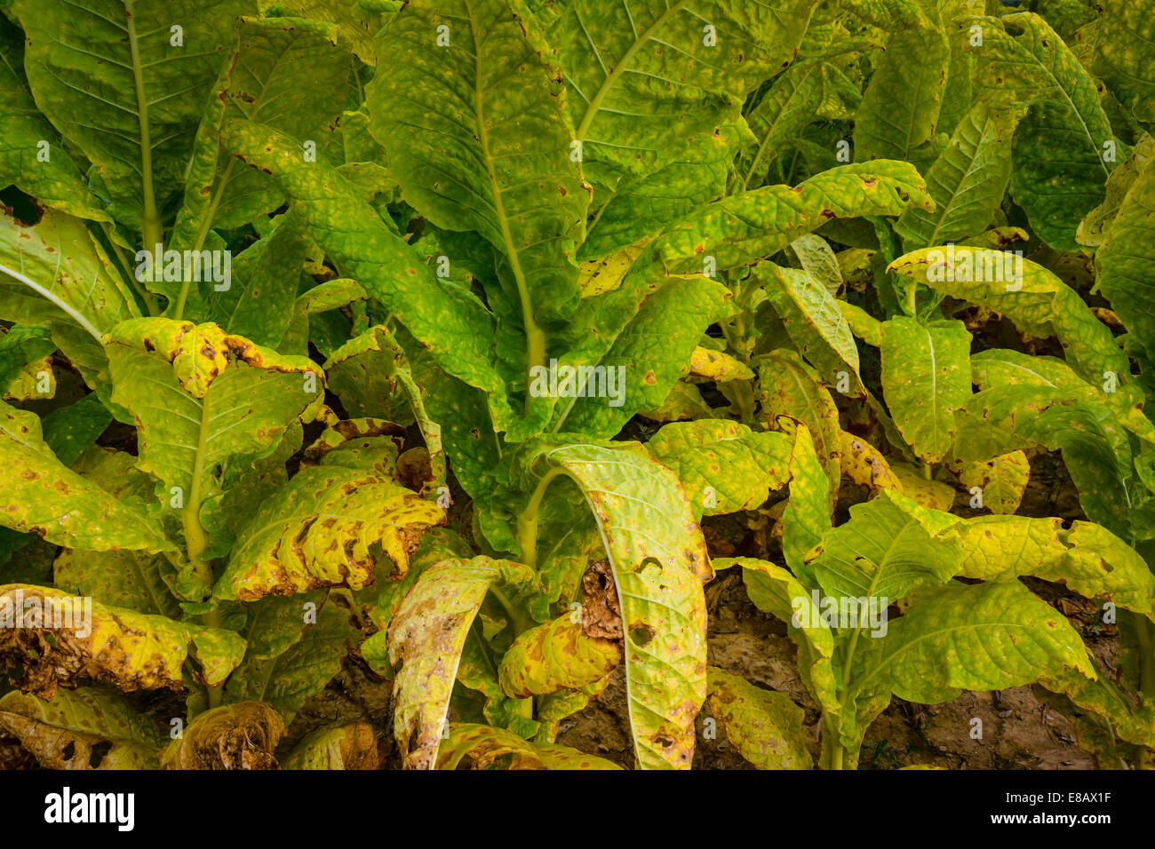 Un champ de plants de tabac sont matures et prêtes pour la récolte Banque D'Images