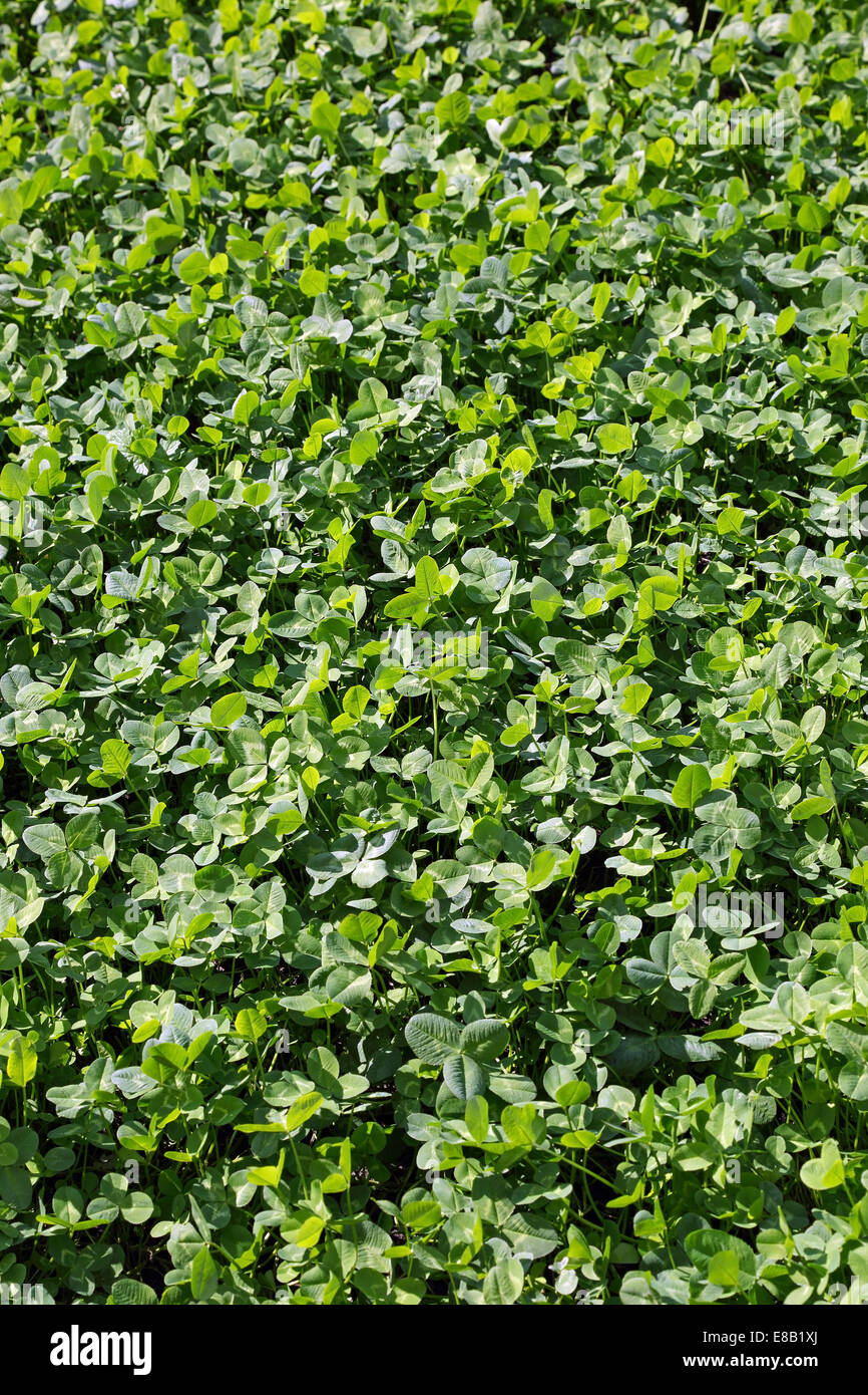 Trèfle vert sur la pelouse, l'image horizontale Banque D'Images