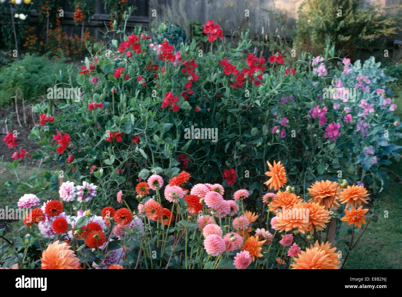 Orange et rose dahlias dans jardin d'été frontière avec red sweetpeas Banque D'Images