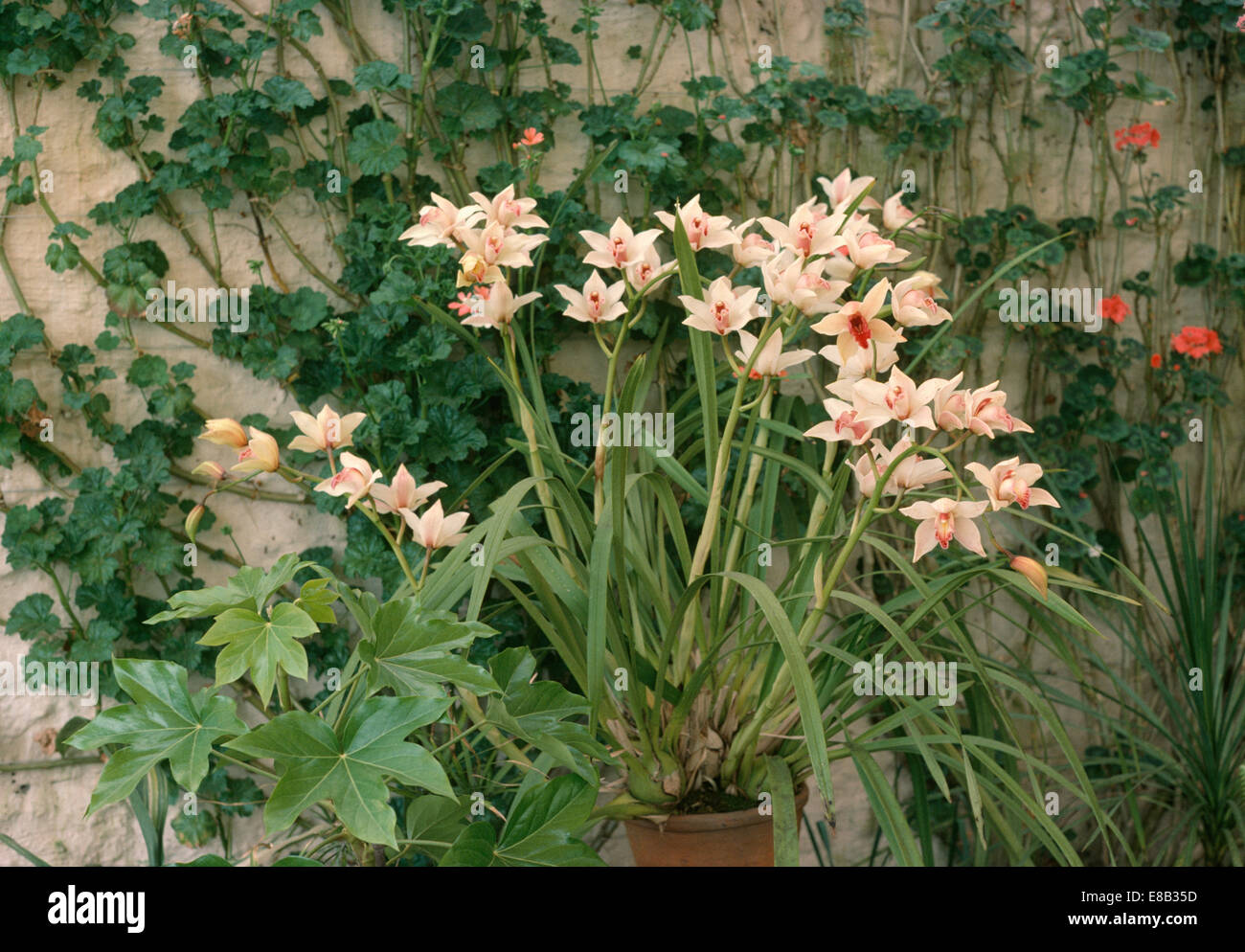 Close up of pink Cymbidium orchid in pot Banque D'Images