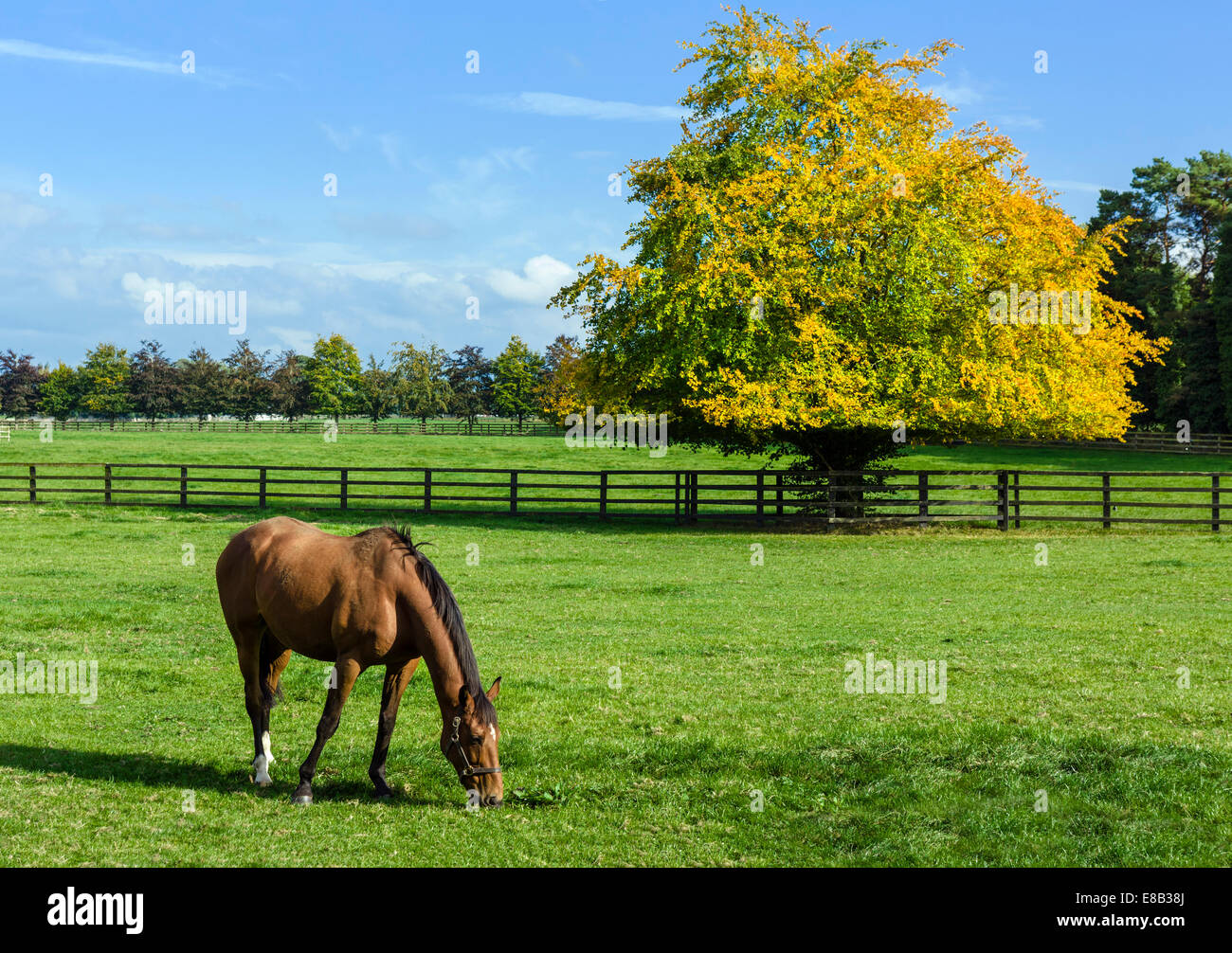 Paysage irlandais. Cheval au centre de reproduction Irish National Stud, Tully, Kildare, comté de Kildare, République d'Irlande Banque D'Images