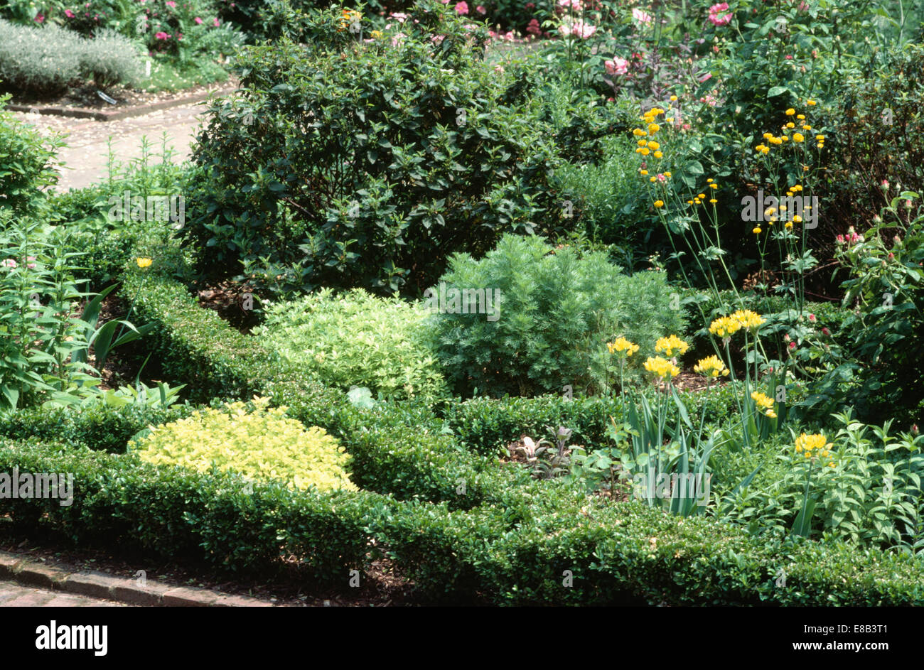 Clippé fort bordure sur le jardin planté d'herbes knot Banque D'Images