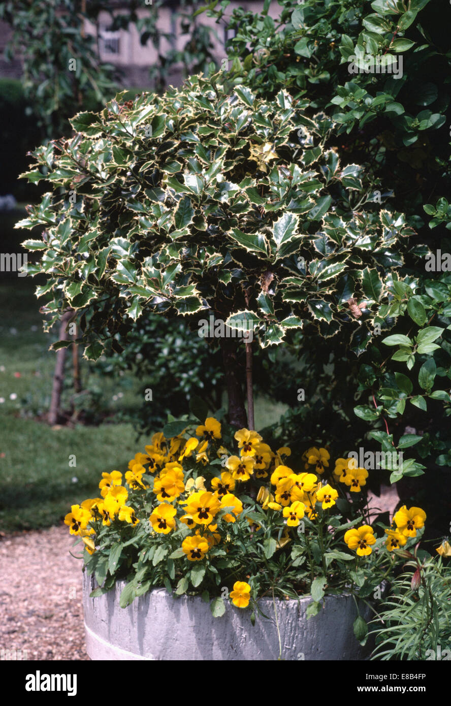 Viola wittrockiana jaune ci-dessous un petit croissant des Ilex aquifolium 'blanc' dans un pot Banque D'Images