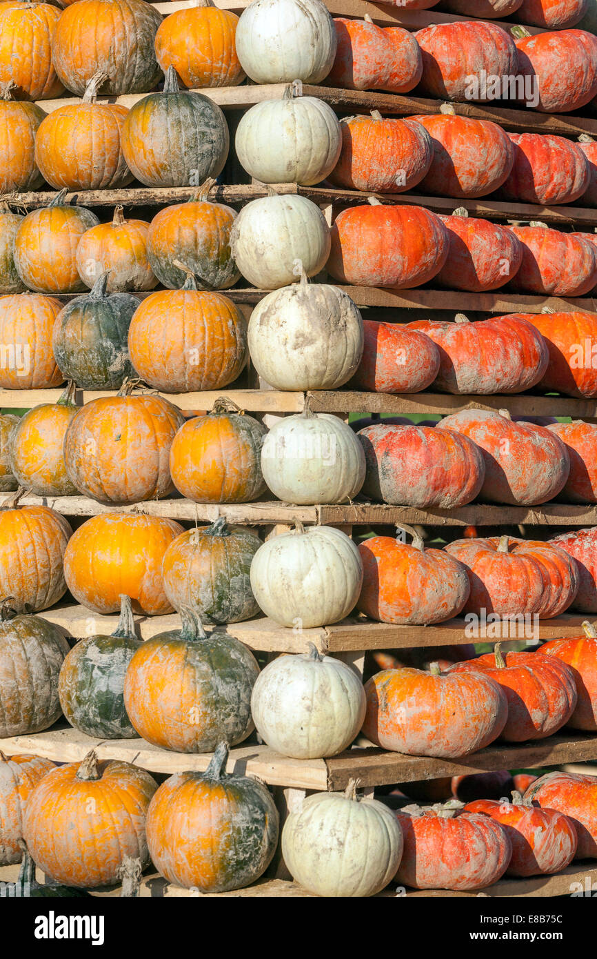 Ferme de citrouilles, citrouilles empilées, motif Banque D'Images