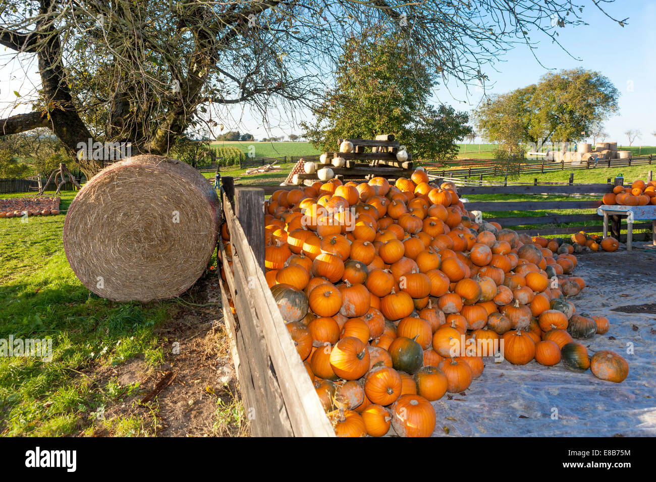 Ferme de citrouilles, citrouilles empilées Banque D'Images