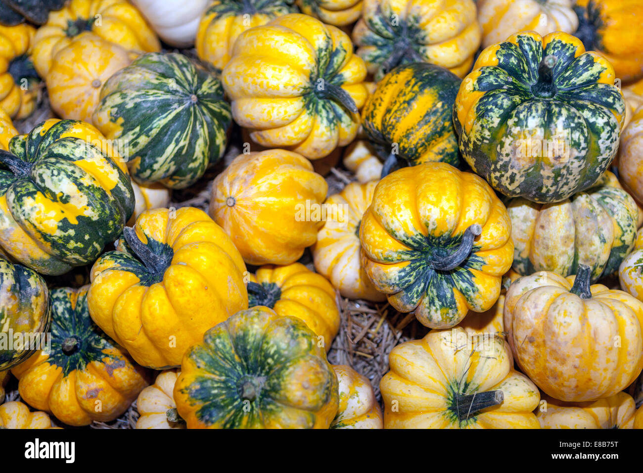 Courges citrouilles tourelles ornementales plantes de jardin récolte Banque D'Images