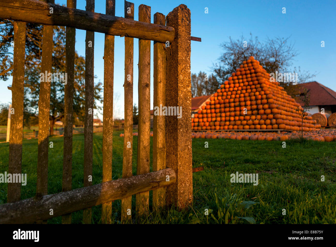 Ferme de citrouilles, citrouilles empilées en forme de pyramide Banque D'Images