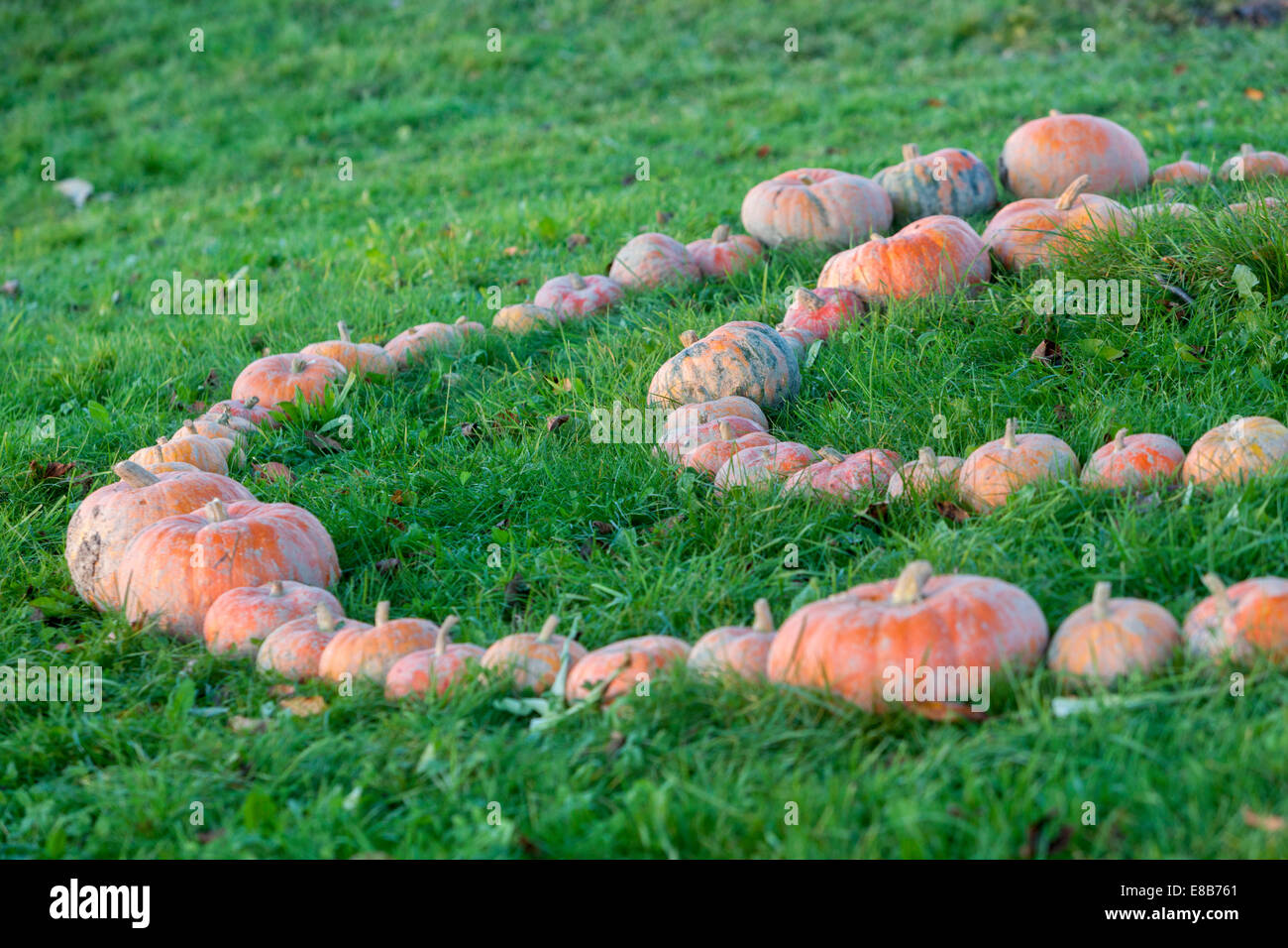 Ferme de citrouilles, citrouilles empilées en lignes sur le sol Banque D'Images