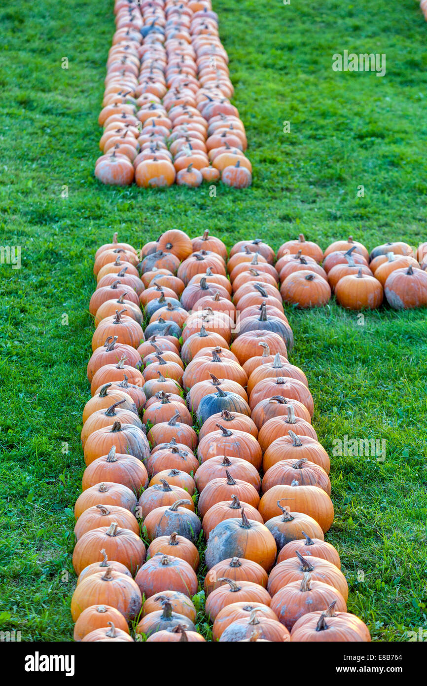 Ferme de citrouilles, citrouilles empilées en lignes sur le sol Banque D'Images