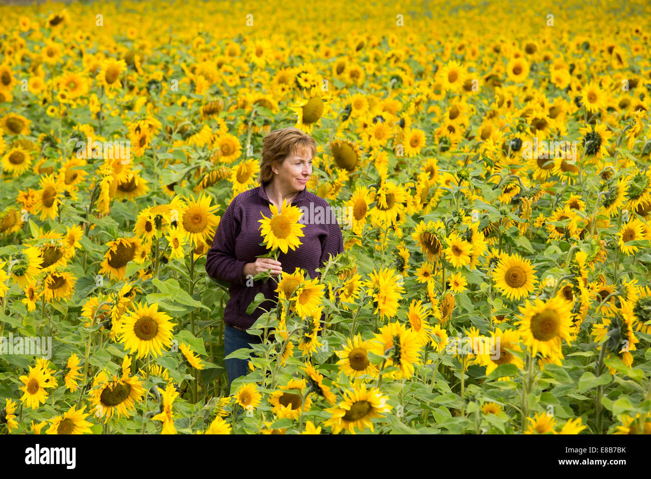 Maria Davies promenades à travers un champ de tournesols dans le village de Shenton, Leicestershire. Banque D'Images