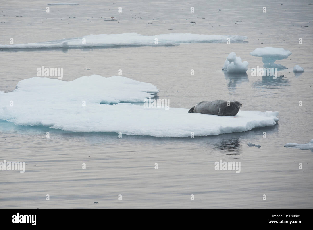 Le phoque barbu (Erignathus barbatus),, reposant sur l'iceberg, l'île de Baffin, de l'océan Arctique. Banque D'Images