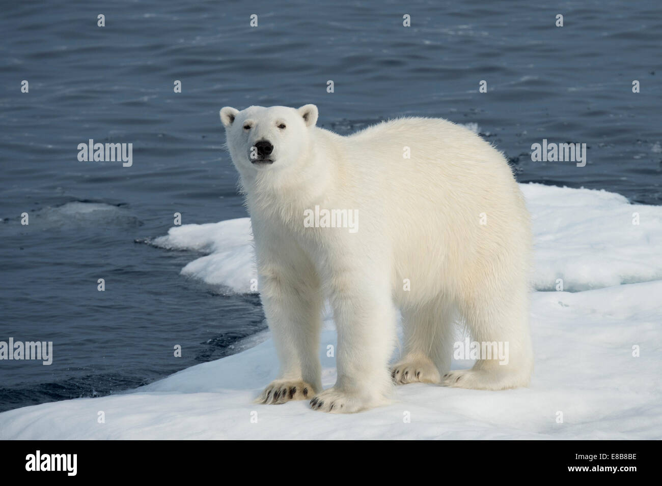 Homme Ours blanc, Ursus maritimus, sur un iceberg, l'île de Baffin, de l'Arctique canadien. Banque D'Images